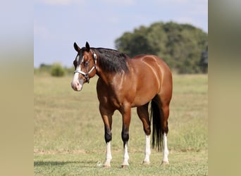 American Quarter Horse, Wallach, 4 Jahre, 157 cm, Rotbrauner