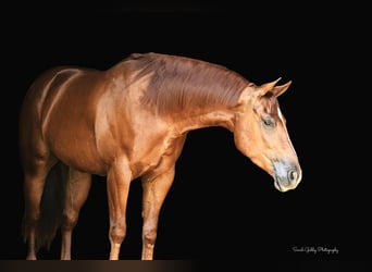 American Quarter Horse, Wallach, 4 Jahre, 157 cm, Rotfuchs