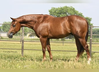 American Quarter Horse, Wallach, 4 Jahre, 157 cm, Rotfuchs