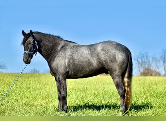 American Quarter Horse Mix, Wallach, 4 Jahre, 157 cm, Schimmel