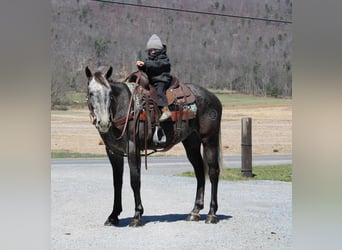 American Quarter Horse, Wallach, 4 Jahre, 157 cm, Schimmel