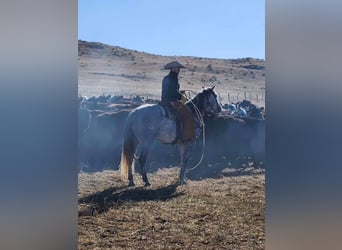 American Quarter Horse, Wallach, 4 Jahre, 157 cm, Schimmel