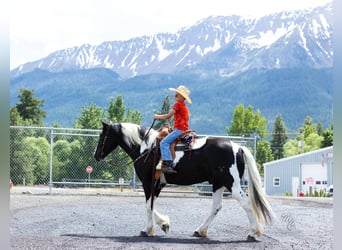 American Quarter Horse, Wallach, 4 Jahre, 157 cm, Tobiano-alle-Farben