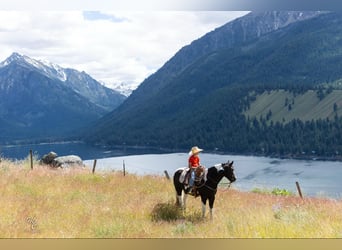 American Quarter Horse, Wallach, 4 Jahre, 157 cm, Tobiano-alle-Farben