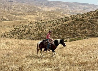 American Quarter Horse, Wallach, 4 Jahre, 157 cm, Tobiano-alle-Farben