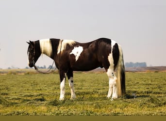 American Quarter Horse, Wallach, 4 Jahre, 157 cm, Tobiano-alle-Farben