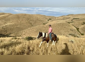 American Quarter Horse, Wallach, 4 Jahre, 157 cm, Tobiano-alle-Farben