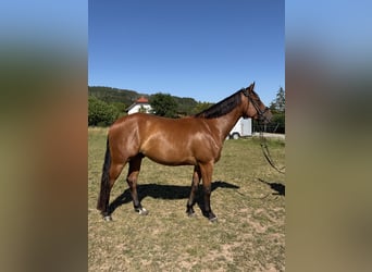 American Quarter Horse, Wallach, 4 Jahre, 158 cm, Brauner