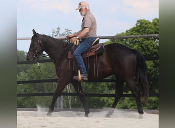 American Quarter Horse, Wallach, 4 Jahre, 158 cm, Rappe