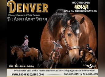 American Quarter Horse, Wallach, 4 Jahre, 160 cm, Buckskin