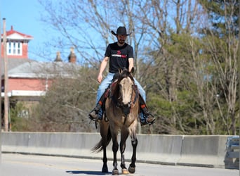 American Quarter Horse, Wallach, 4 Jahre, 160 cm, Buckskin