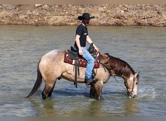 American Quarter Horse, Wallach, 4 Jahre, 160 cm, Buckskin