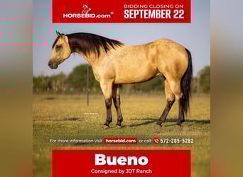 American Quarter Horse, Wallach, 4 Jahre, 160 cm, Buckskin