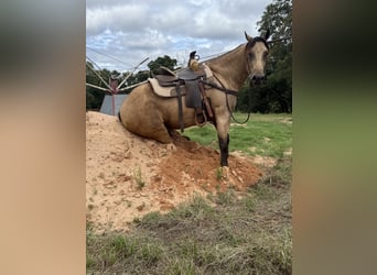 American Quarter Horse, Wallach, 4 Jahre, 160 cm, Buckskin