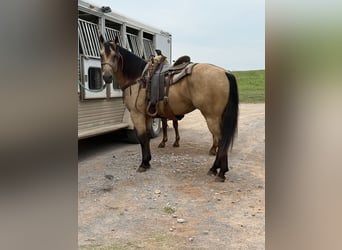American Quarter Horse, Wallach, 4 Jahre, 160 cm, Buckskin