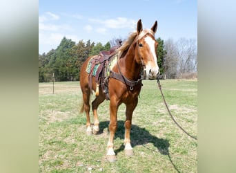 American Quarter Horse, Wallach, 4 Jahre, 160 cm, Dunkelfuchs