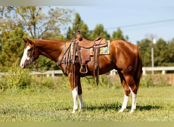 American Quarter Horse, Wallach, 4 Jahre, 160 cm, Dunkelfuchs