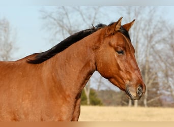 American Quarter Horse, Wallach, 4 Jahre, 160 cm, Falbe