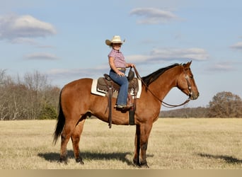 American Quarter Horse, Wallach, 4 Jahre, 160 cm, Falbe