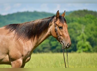 American Quarter Horse, Wallach, 4 Jahre, 160 cm, Falbe