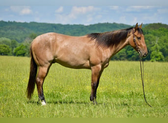 American Quarter Horse, Wallach, 4 Jahre, 160 cm, Falbe