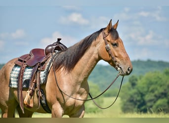 American Quarter Horse, Wallach, 4 Jahre, 160 cm, Falbe