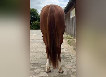 American Quarter Horse, Wallach, 4 Jahre, 160 cm, Fuchs