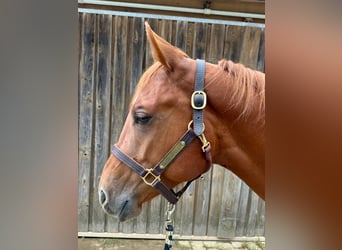 American Quarter Horse, Wallach, 4 Jahre, 160 cm, Fuchs