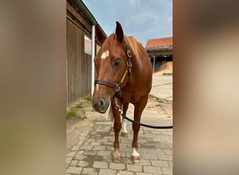 American Quarter Horse, Wallach, 4 Jahre, 160 cm, Fuchs