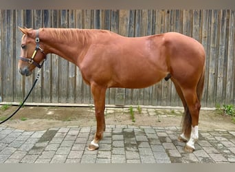 American Quarter Horse, Wallach, 4 Jahre, 160 cm, Fuchs