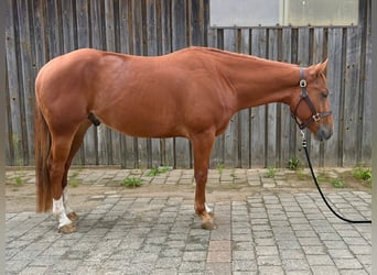 American Quarter Horse, Wallach, 4 Jahre, 160 cm, Fuchs