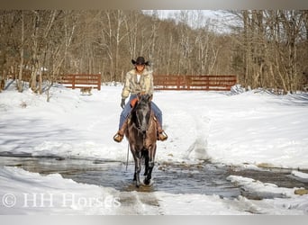 American Quarter Horse, Wallach, 4 Jahre, 160 cm, Grullo