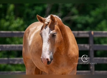 American Quarter Horse Mix, Wallach, 4 Jahre, 160 cm, Palomino
