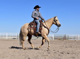 American Quarter Horse, Wallach, 4 Jahre, 160 cm, Palomino