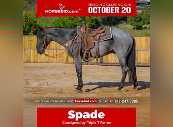 American Quarter Horse, Wallach, 4 Jahre, 160 cm, Roan-Blue