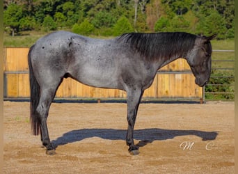 American Quarter Horse, Wallach, 4 Jahre, 160 cm, Roan-Blue