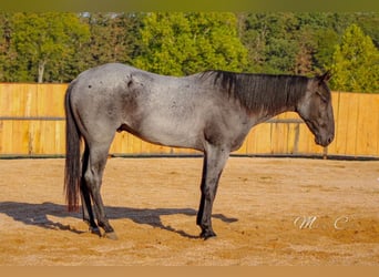American Quarter Horse, Wallach, 4 Jahre, 160 cm, Roan-Blue