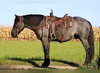 American Quarter Horse Mix, Wallach, 4 Jahre, 160 cm, Roan-Blue