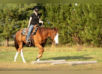 American Quarter Horse, Wallach, 4 Jahre, 160 cm, Rotfuchs