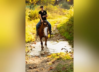 American Quarter Horse, Wallach, 4 Jahre, 160 cm, Rotfuchs
