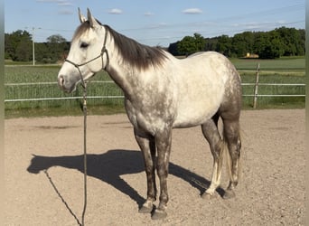 American Quarter Horse, Wallach, 4 Jahre, 160 cm, Schimmel
