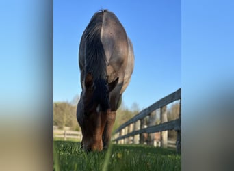 American Quarter Horse, Wallach, 4 Jahre, 161 cm, Roan-Bay