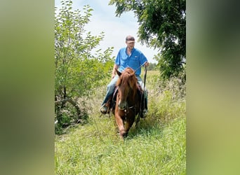 American Quarter Horse, Wallach, 4 Jahre, 163 cm, Dunkelfuchs