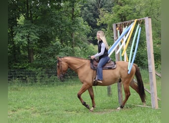 American Quarter Horse, Wallach, 4 Jahre, 163 cm, Falbe