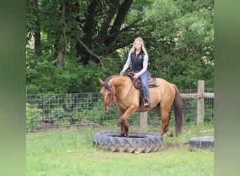 American Quarter Horse, Wallach, 4 Jahre, 163 cm, Falbe