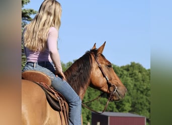 American Quarter Horse, Wallach, 4 Jahre, 163 cm, Falbe