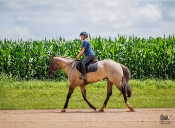 American Quarter Horse, Wallach, 4 Jahre, 163 cm, Grullo