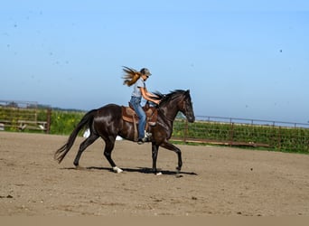 American Quarter Horse, Wallach, 4 Jahre, 163 cm, Rappe