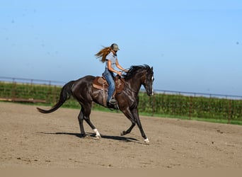 American Quarter Horse, Wallach, 4 Jahre, 163 cm, Rappe