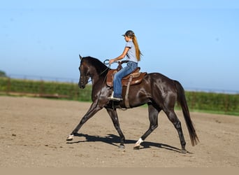American Quarter Horse, Wallach, 4 Jahre, 163 cm, Rappe